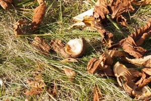 geel blad, herfst foto