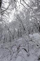 bomen groeien in het park bedekt met sneeuw en ijs foto