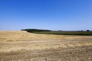 landbouwveld met granen foto