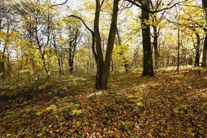 herfstbos, wit-rusland foto