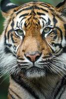 portret van Sumatraanse tijger foto