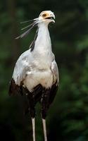 portret van secretarisvogel foto