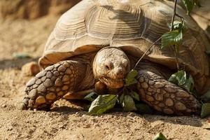 Afrikaanse aangespoorde schildpad foto