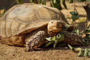 Afrikaanse aangespoorde schildpad foto