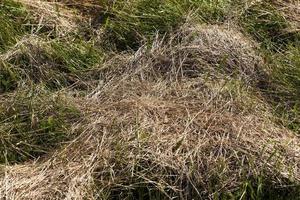 gemaaid en gedroogd gras voor veevoer foto