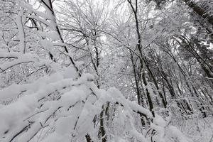 een park met verschillende bomen in het winterseizoen foto