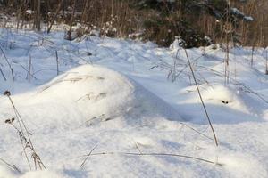 sneeuw die viel tijdens een sneeuwval en droog gras foto