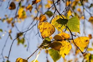 veranderende kleur berk in het herfstseizoen foto