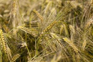 gele rijpe rogge op een landbouwgebied foto