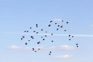 een zwerm duiven die in de blauwe lucht vliegen foto