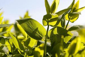 jonge boom gebladerte foto