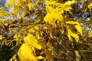 herfstnatuur en haar invloed op de natuur foto