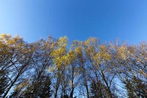 gele bomen gebladerte foto