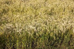 het rijpen van rogge op een landbouwgebied foto