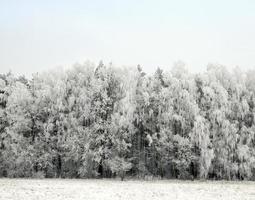 sneeuw drijft in de winter foto