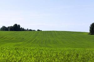 groene spruiten van tarwe foto