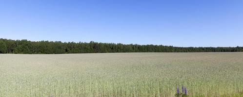 een landbouwveld waarop tarwe opgroeit foto