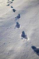 voetafdrukken op sneeuwbanken na het lopen foto