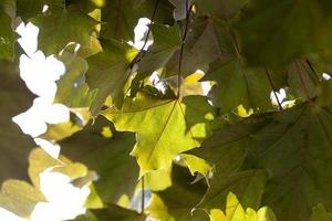 esdoorn groeit in de natuur foto