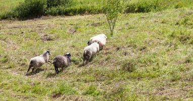 langharige schapen foto