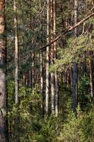 invloed en impact van het herfstseizoen op de natuur foto