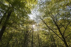 groene populieren in het voorjaar in het bos foto