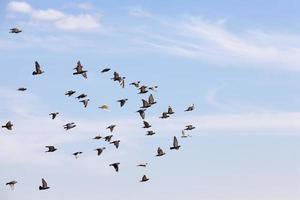 een zwerm duiven die in de blauwe lucht vliegen foto