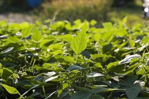 groen blad van aspergebonen in het veld foto