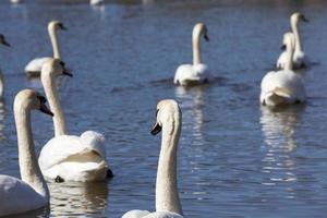 mooie watervogelszwaan op het meer in de lente foto