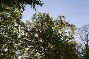 bomen met groen blad in de zomer foto