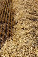 gouden tarwestro is droog en stekelig foto
