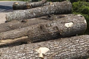 hout met schors en beschadigingen foto
