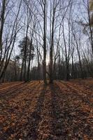 esdoornblad in het herfstseizoen foto