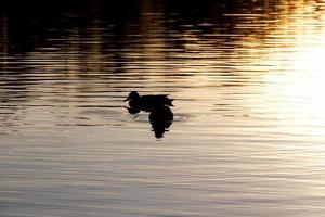 watervogels eenden in de lente of zomer, watervogels wilde vogels foto