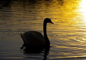 drijvend bij zonsondergang een zwaan foto