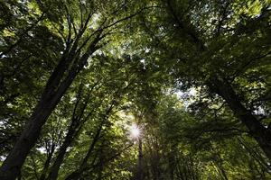 gebladerte van de bomen wordt verlicht door fel zonlicht foto