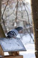 duiven overwinteren in het park in de winter foto