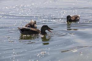 wilde vogels eenden in hun natuurlijke habitat foto