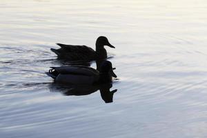 watervogels eenden in de lente of zomer, watervogels wilde vogels foto