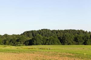 zomer landschap, bos foto