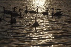 zwemmen bij dageraad van de zon groep zwanen foto