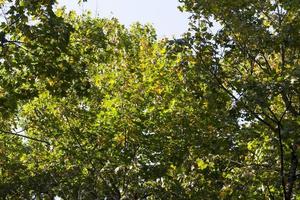 bijzonderheden van de herfstnatuur op het voorbeeld van bomen en andere planten foto