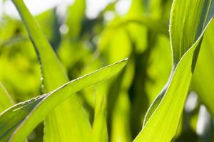 groen mooi maïs gebladerte close-up landbouw foto