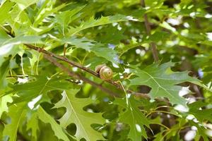 groen eiken blad foto