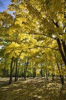 esdoornbos in het herfstseizoen foto