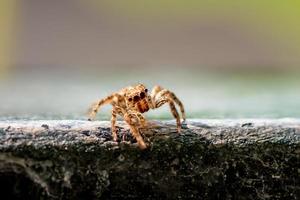 spin insect natuurlijk op muur achtergrond foto