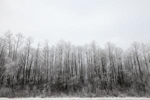 sneeuw drijft in de winter foto