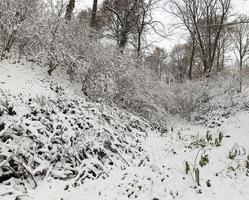 winterpark met sneeuw foto