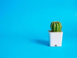 kleine groene cactus in een witte pot. binnen de kamer blauwe achtergrond. afbeeldingen zien er fris en helder uit, geschikt voor het decoreren van huizen, slaapkamers, bureaus, kantoren. foto