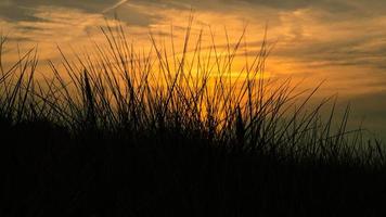 gras met zonsondergang gans lichte stemming in de wind foto